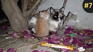 ginger kitten was killed by a car and two kitten disappeared #part7 by  Ch 233 views 1 month ago 2 minutes, 37 seconds