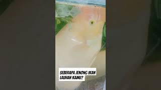 Seberapa Jenong Ikan Lauhan Kamu?