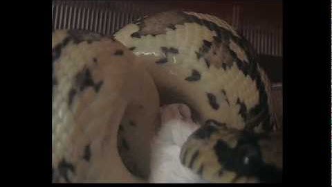 Jungle carpet python