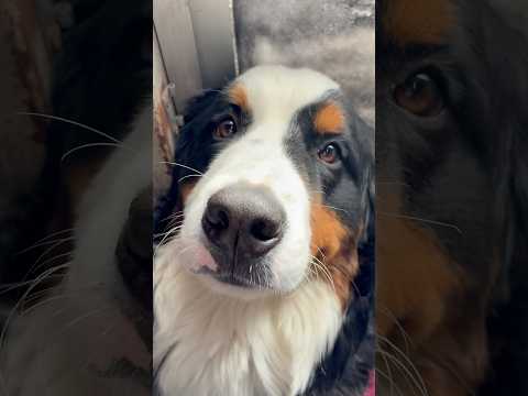 里親でバーニーズが増えました60日目『犯人は?』#shorts #保護犬 #犬