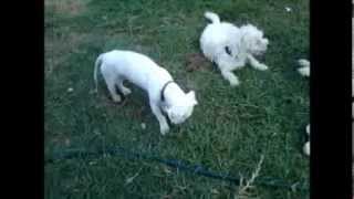 Charlie poodle X , rescued from the Dali municiple pound Cyprus, no...