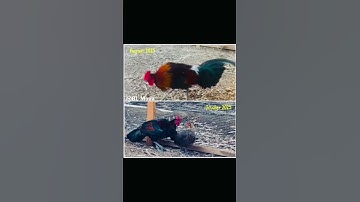 Kuv lau qau qaib qus before and after 2025