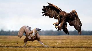 видео: Хищные Птицы в Деле! Редкие Сражения Животных , Снятые на Камеру картинка: Хищные Птицы в Деле! Редкие Сражения Животных , Снятые на Камеру