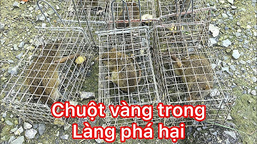 Bẫy chuột cống nhum #bẫy rắn sài gòn và (cái kết bất ngờ)