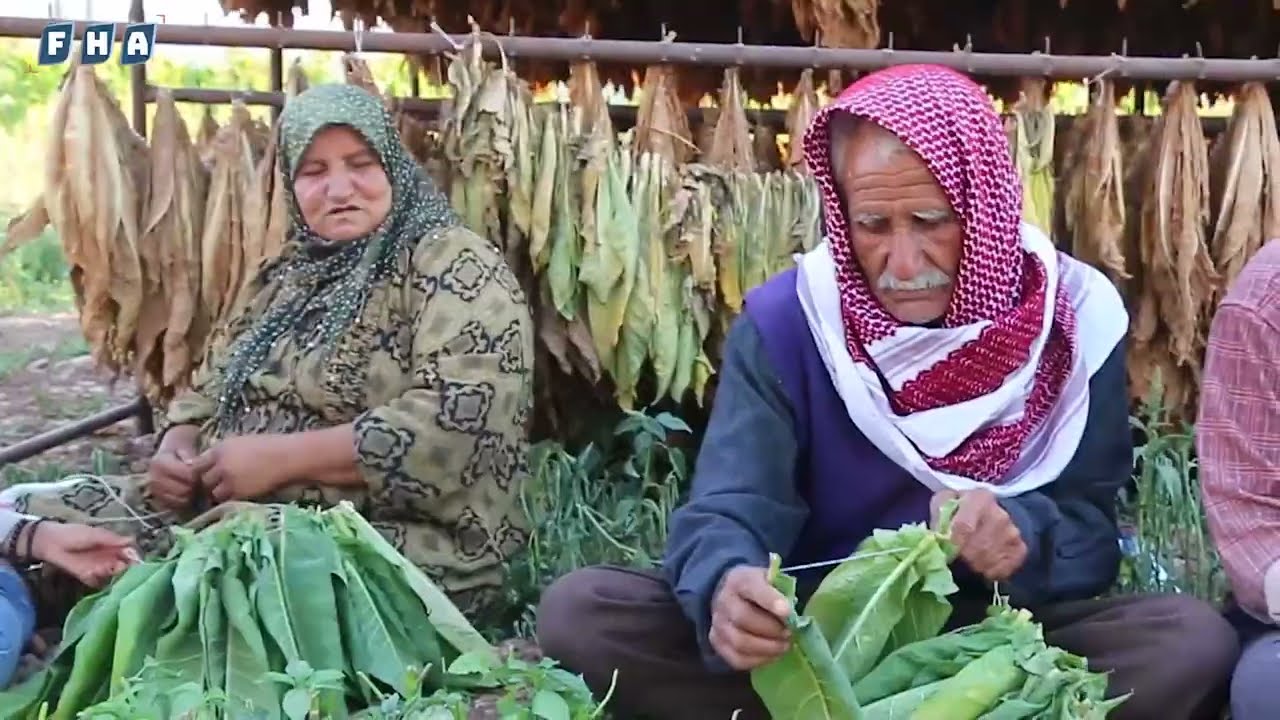 عدسة الفرات تزور أحد حقول زراعة التبغ وترصد عملية قطافهِ وتجفيفهِ في ريف مدينة عفرين
