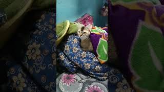 Cozy Cat ?Hideaway: Blanket Bliss PART-1cat animals cute trending shorts viral