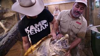 Kamp Kenan is in the House! Tortoises, Lizards & Room Tour