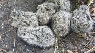 Do Rabbits Eat Rats? The Truth About Rabbit Diets