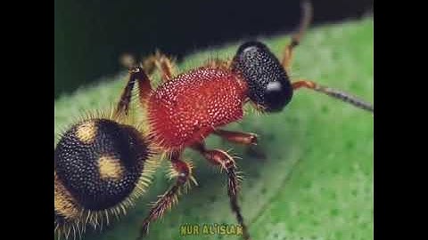 القارئ الشيخ وليد الفلوجي رحمه الله من سورة النمل قال تعالى قَالَتْ نَمْلَةٌ يَٰٓأَيُّهَا ٱلنَّمْلُ