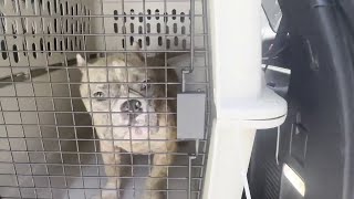 French bulldogs rescued from ‘horrific living conditions’