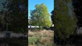 Красоты осени