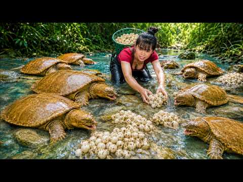 Harvesting A Lot Of Big Turtle, Fish, Turtle Eggs Go To Village Market Sell | Duong