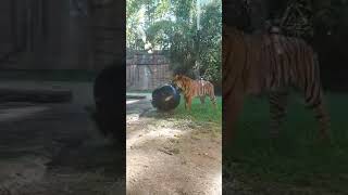 Sumatran tiger loving her pool toys australiazoo