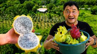 ¡YA EMPEZÓ! La temporada de PITAHAYAS en EL SALVADOR 