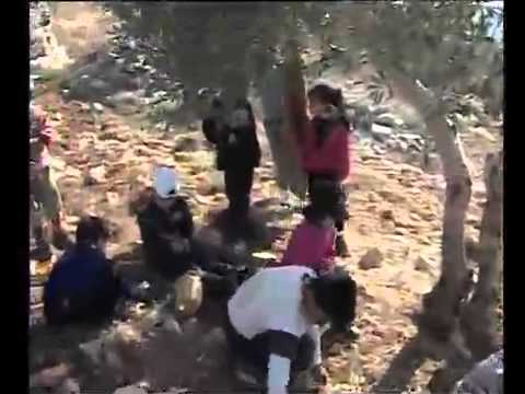 اغنية الزيتون
