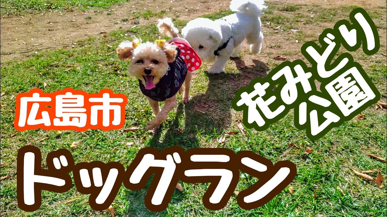 散歩 花みどり公園のドッグランへ行ってみた 安佐北区 Youtube
