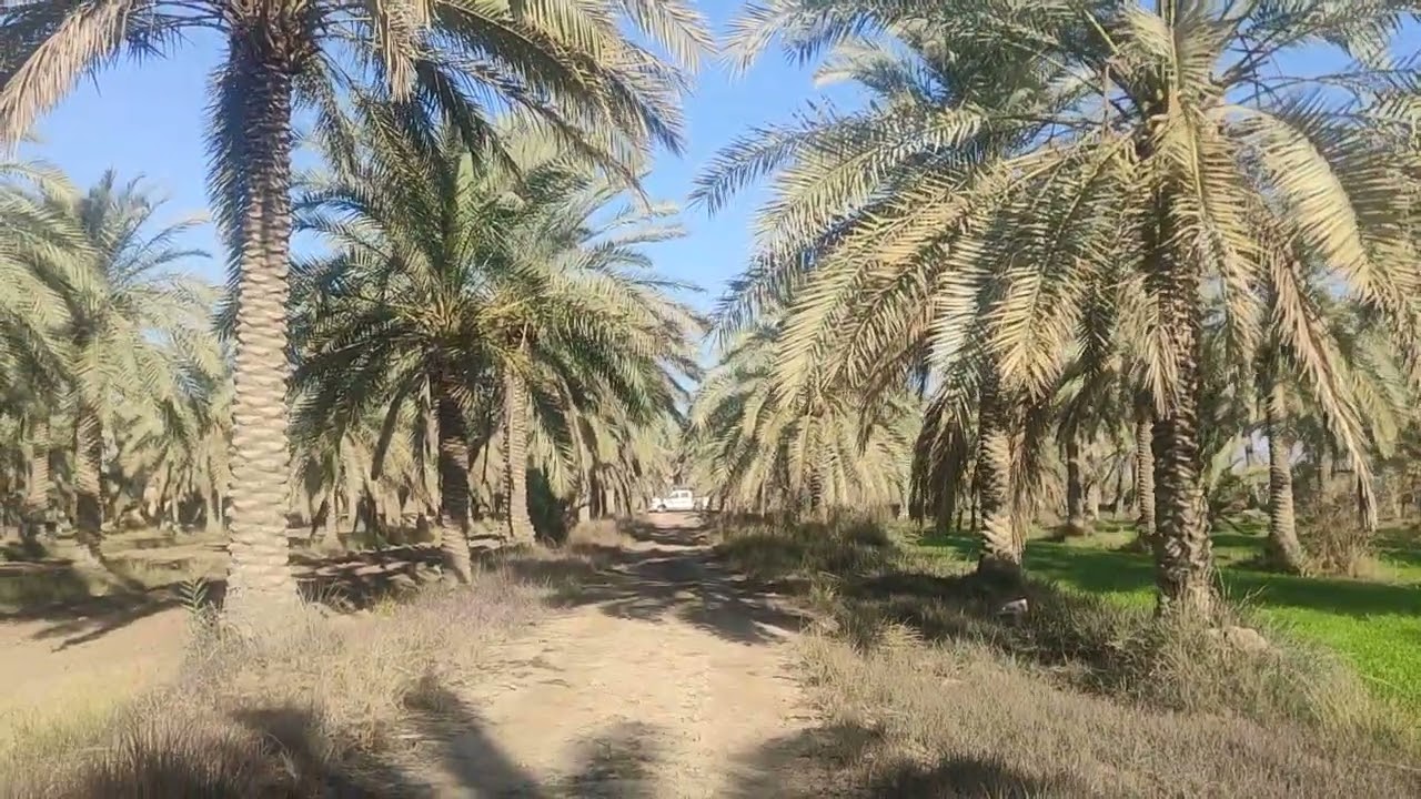 بستان 12 طابو صرف سند منفرد العنوان الحله منطقة الكفل سعر الدونم 90مليون