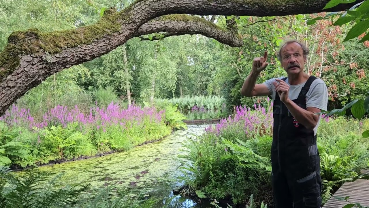 Kattenstaart in ontdekken in de heemparken