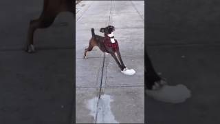 Funny dog videos 🤣🤣 episode 20 #shorts