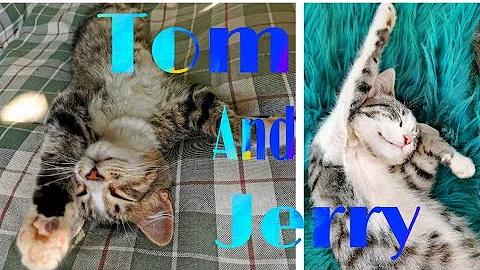 Watch the video about Tom and Jerry kittens - compilation of funny moments #cats #kittens