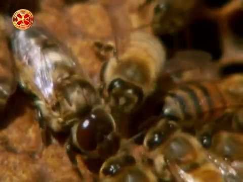 ფუტკრის სასუნთქი სეგმენტი