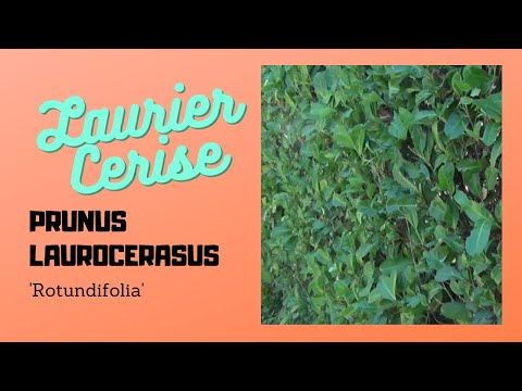 Vidéo: Le prunus laurocerasus rotundifolia est-il toxique ?