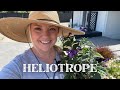 Mass planting one of my faves heliotrope