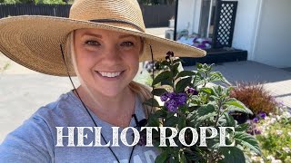 Mass Planting One of My Faves: HELIOTROPE!
