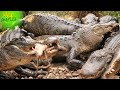 Hundreds of alligators eating rats!