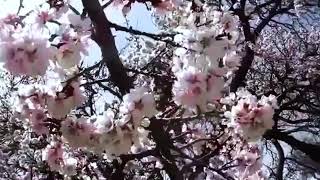 Yabujin - 302? ionwan2go (piano version) loop best part screenshot 3