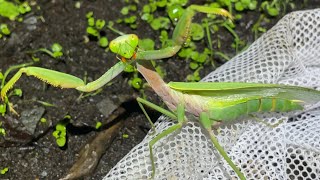 Mantis Collection] I put a mantis walking on the road into water