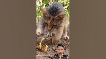 Mèo săn rắn Cuộc chiến không hồi kết #snake