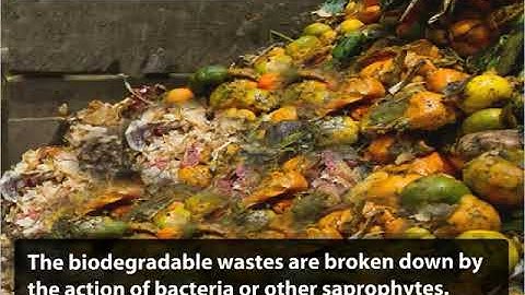 Class 10 Biology What happens when we add our waste to the environment