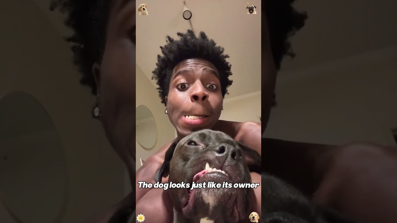 Funny dogs🤣🤣🤣 #funny #fyp #dogs