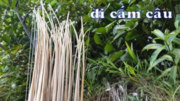 Đi CẮM CÂU CÁ LÓC ngày cuối tuần ở cánh đồng sau nhà