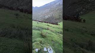 Ángel el pastor de cabras en el Valle Oscuru.