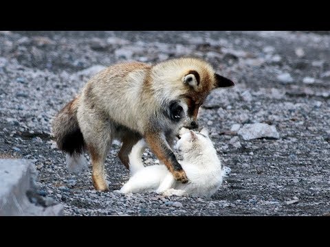 Tilki Başıboş Bir Kediyi Yemek İstedi ama Düşünülemez Bir Şey Oldu...