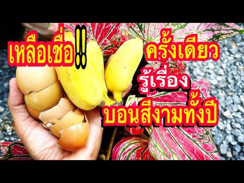 ผลสลากกินแบ่งรัฐบาล วันที่ 1 พย. 2567 ผลสลากกินแบ่งรัฐบาล วันที่ 1 พย. 2567