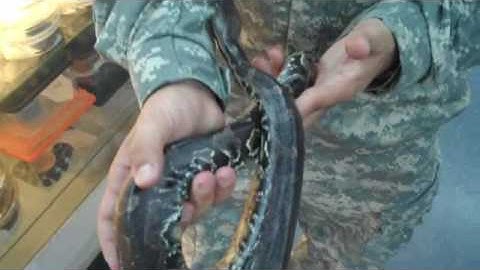 Hand Tame Black Blood Pythons!