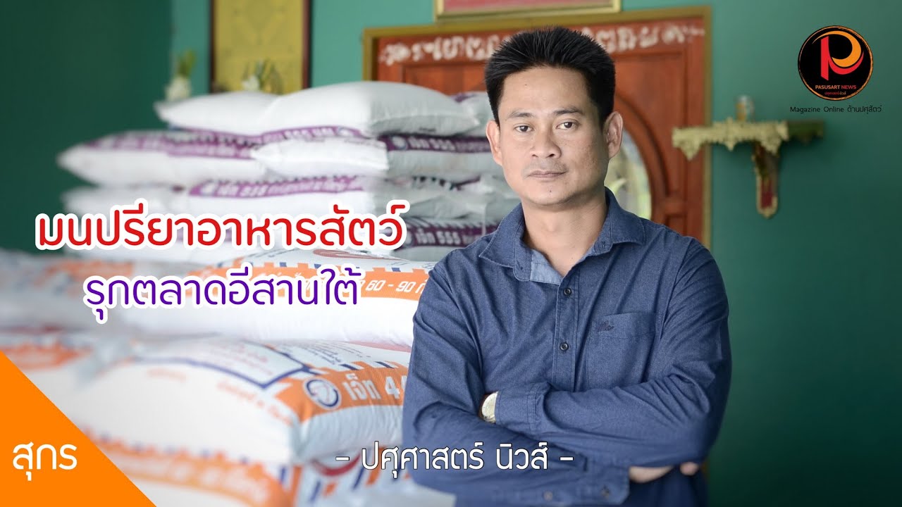 มนปรียาอาหารสัตว์ รุกตลาดอีสานใต้ พร้อมรับซื้อหมูป้อน “มนปรียาหมูสด” – ปศุศาสตร์ นิวส์