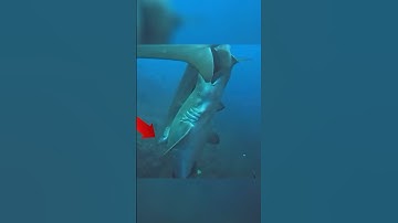 Những thợ lặn chỉ biết đứng nhìn hai con cá mập khổng lồ 🦈