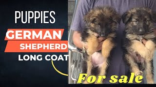 Top quality German shepherd puppies for sale in Telugu||9398046736||