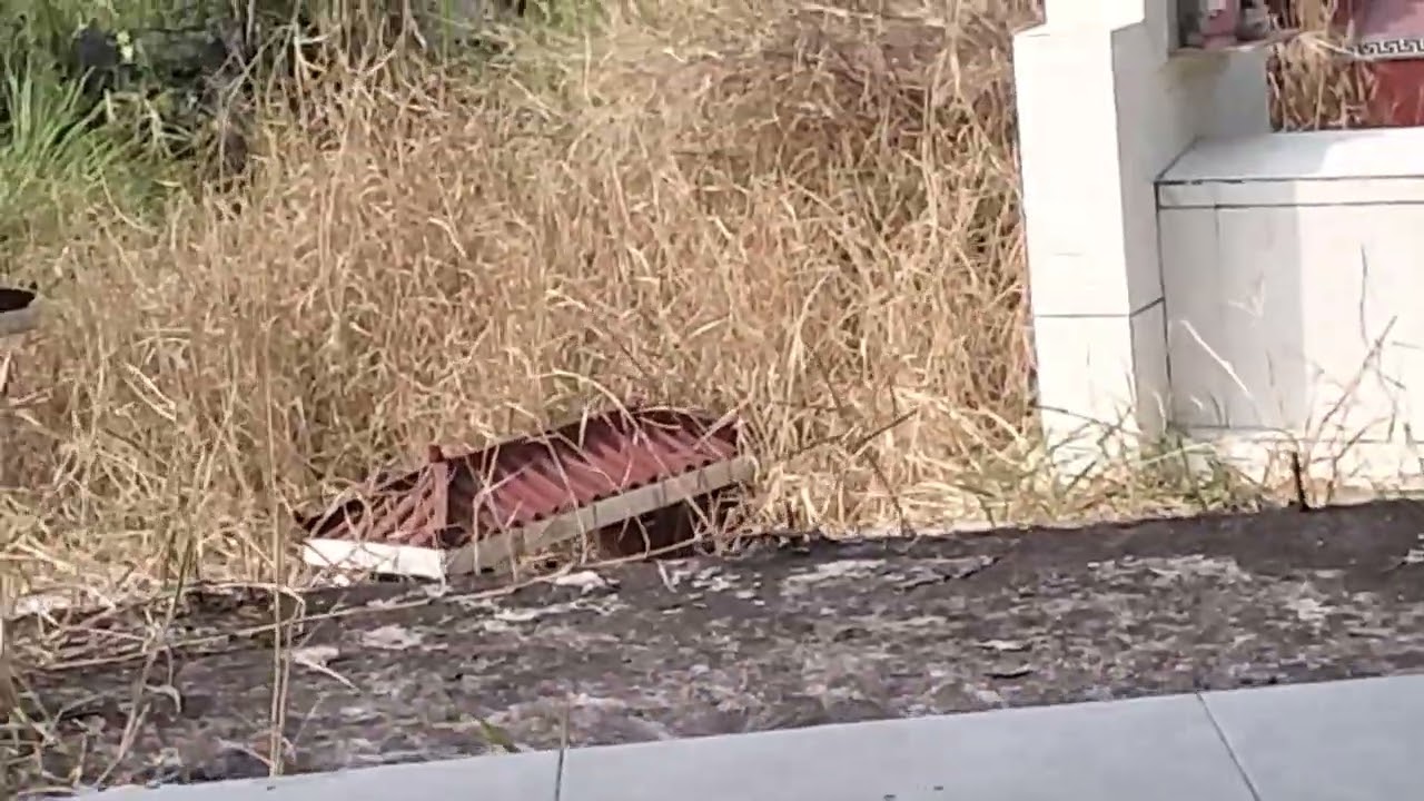 tam tan my 19,, 12,, 25 AL 