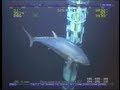 World record fish 18ft tuna  rov deepwater footage bluefin yellowfin redfish