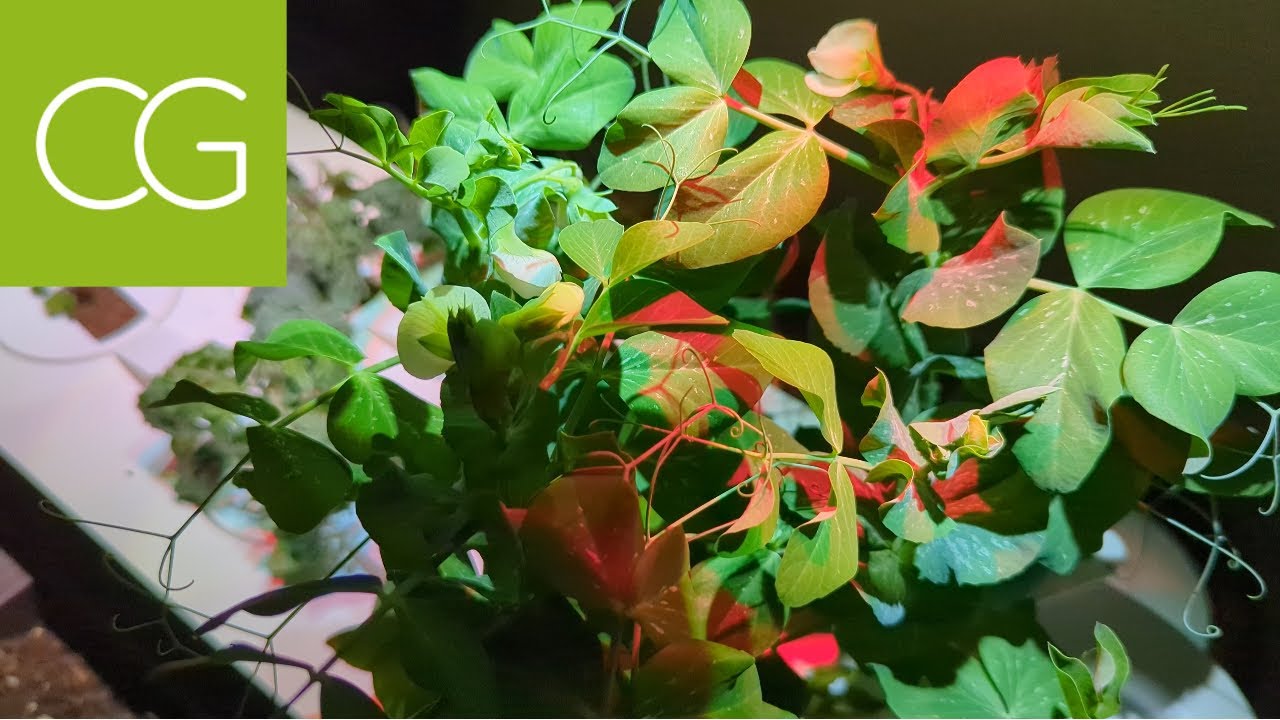 From Seedlings to Success: 95-Day Click and Grow Smart Garden 9 Review!