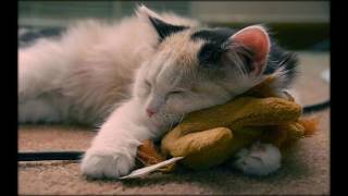 Смешные забавные котята. Часть №5 Смешные забавные котята. Часть №5