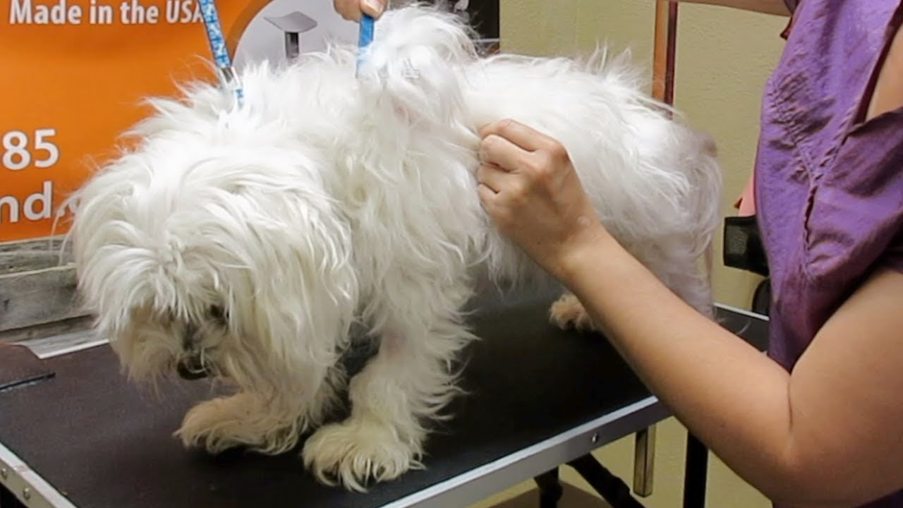 maltese matted hair