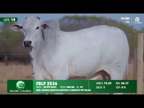 Lote 14   FBLP 2536