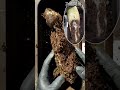 コンポストをかき混ぜると分解が加速する