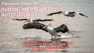PANASONIC LUMIX G9: Comparing Human/Animal Detect Focus Modes in Firmware Update 2.4